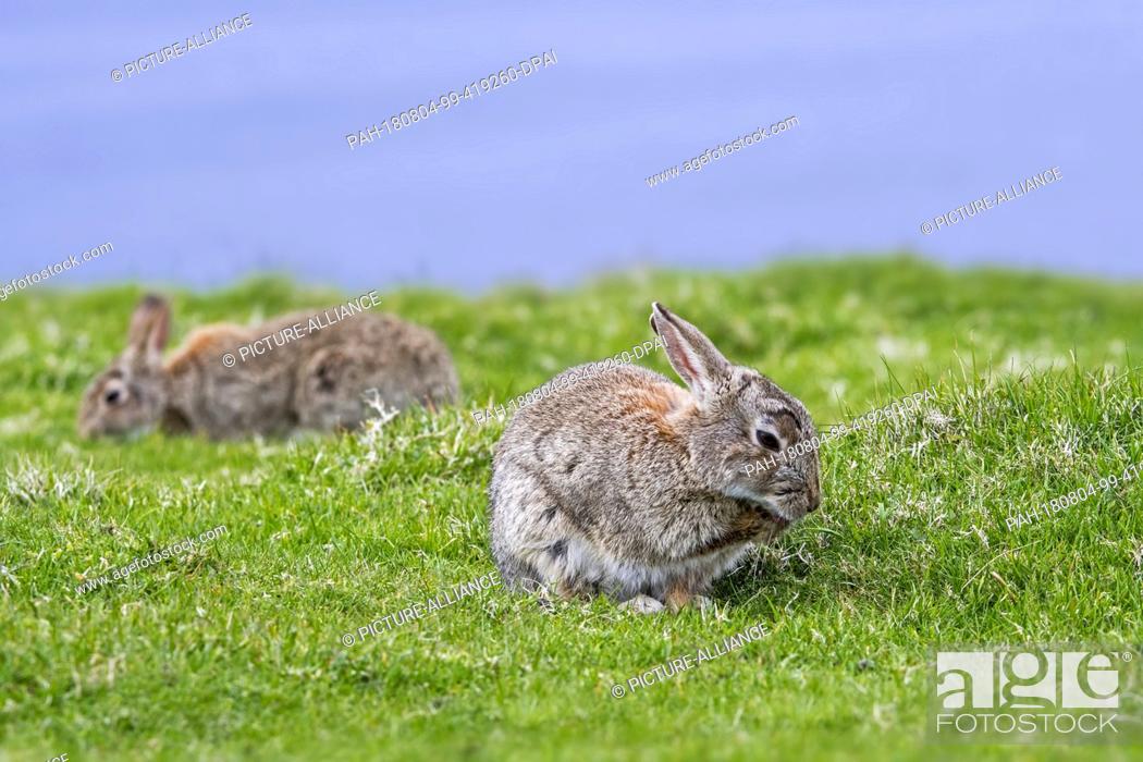 Stock Photo: 12 July 2018, Scotland: Two European rabbits (Oryctolagus cuniculus) graze and groom themselves.- NO WIRE SERVICE - Photo: Philippe Clément/dpa.