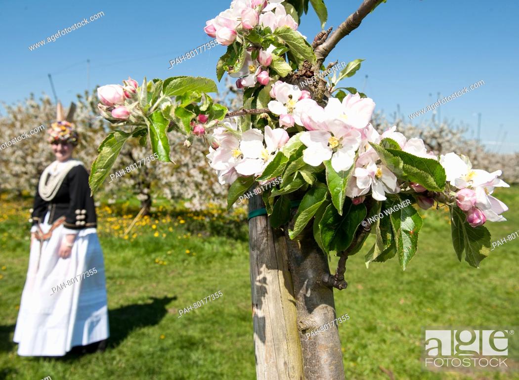 Stock Photo: Shortly after her crowning, the new 'Blossom Queen of the Altes Land, ' Hilke Loesing, stands between flowering trees in a cherry orchard in Jork, Germany.