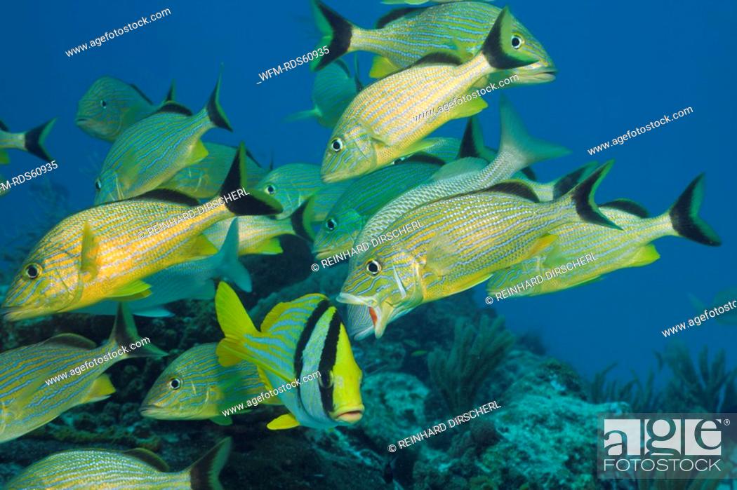 Stock Photo: Bluestriped Grunt and Porkfish, Haemulon sciurus, Anisotremus virginicus, Cozumel, Caribbean Sea, Mexico.
