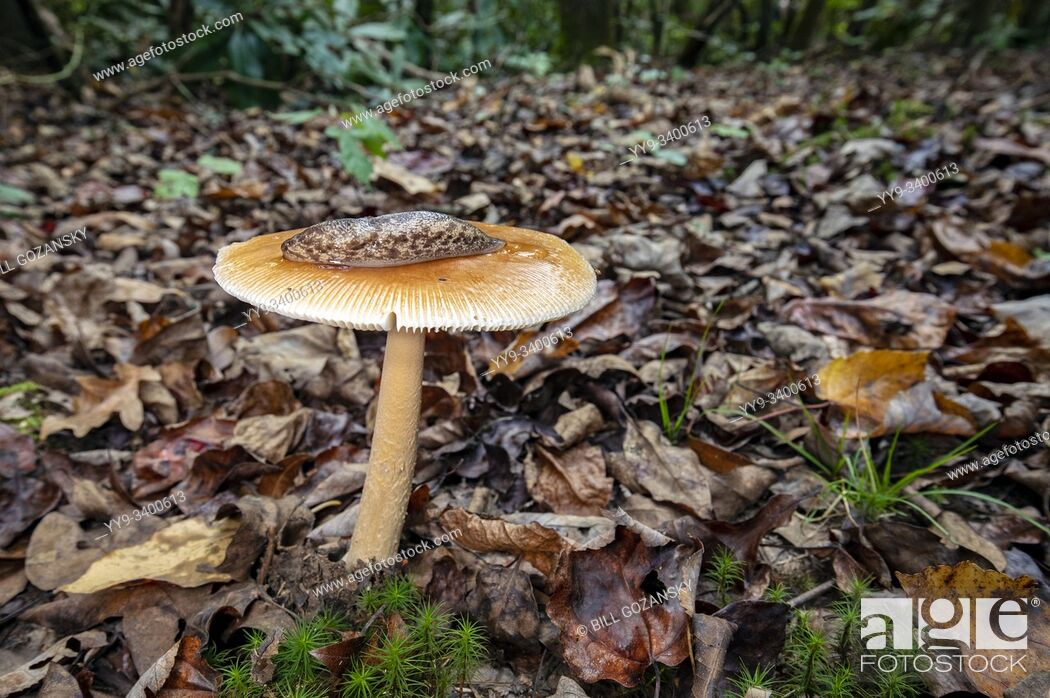 Stock Photo: Slug on top of mushroom on Barnett Branch Trail - Pisgah National Forest, near Brevard, North Carolina, USA.