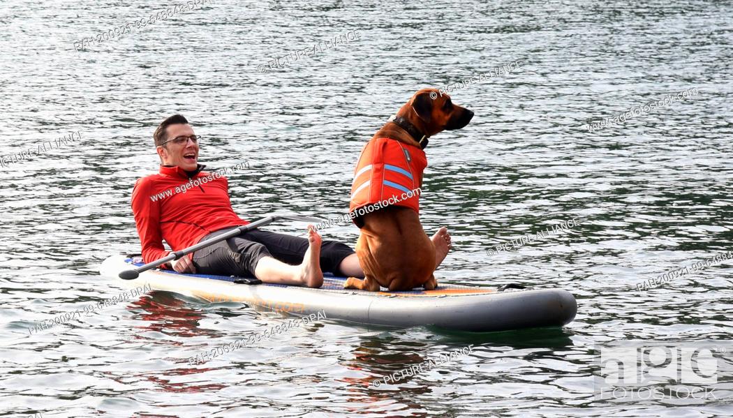 Stock Photo: 20 September 2020, Saxony, Leipzig: Laughing, Marco enjoys the beautiful late summer weather with his Rhodesian Ridgeback ""Bahari"" for stand up paddling on.