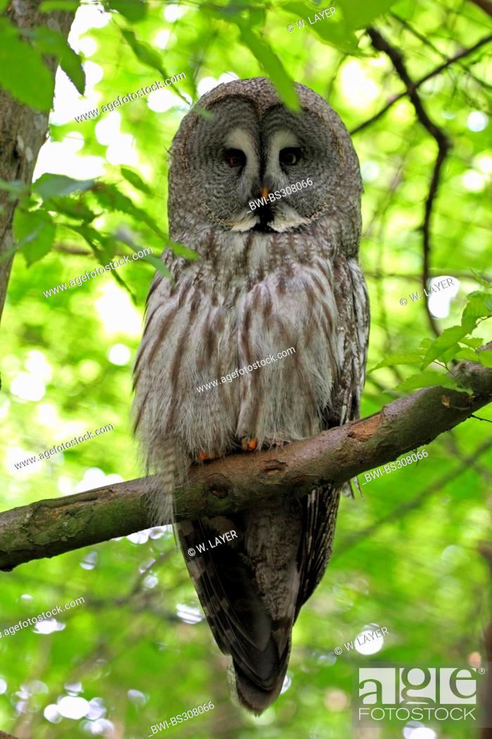 Photo de stock: great grey owl (Strix nebulosa), sitting on branch.