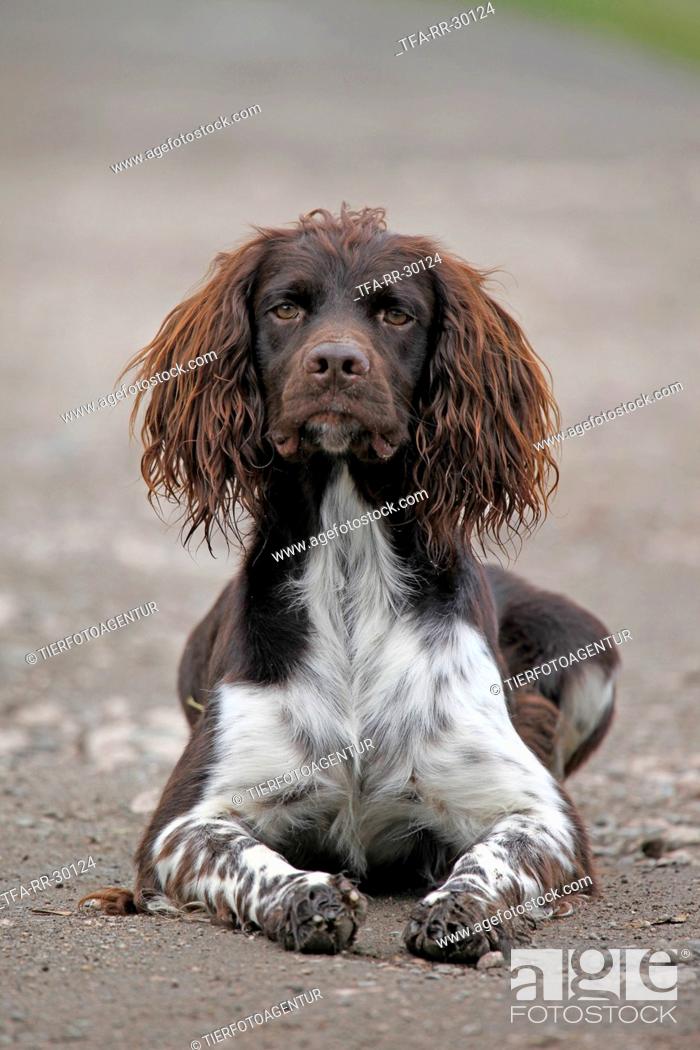 Stock Photo: Small Munsterlander Hunting Dog.