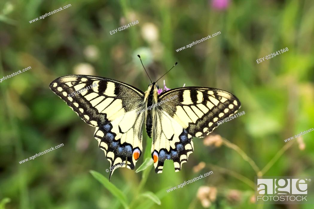 Stock Photo: Papilio machaon, European Swallowtail from Germany.