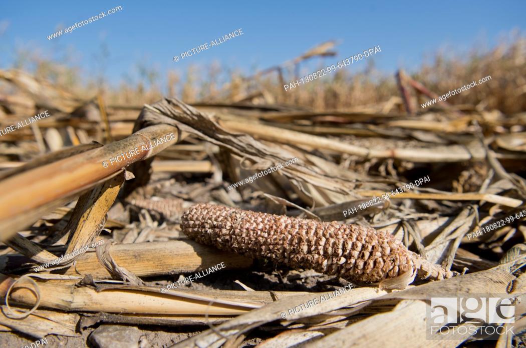 Stock Photo: 22 August 2018, Germany, Schwüblingsen: A stunted corn cob is lying on a maize field in the Hanover region that has been severely damaged by drought.