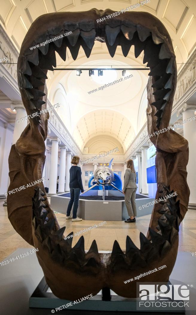 Stock Photo: 23 October 2019, Baden-Wuerttemberg, Stuttgart: Visitors to the Natural History Museum can see the skeleton of an ichthyosaur in the special exhibition ""Huge.