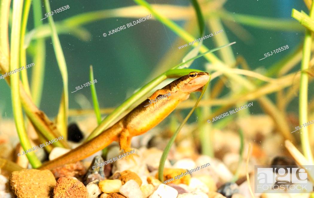 Stock Photo: smooth newt / Triturus vulgaris.