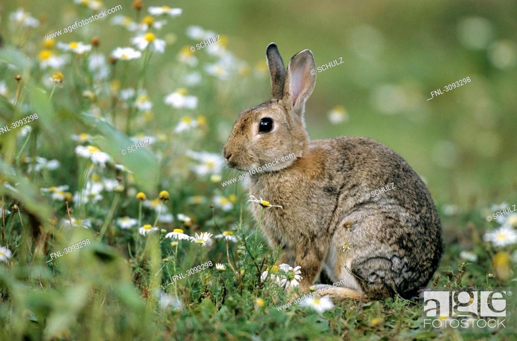 Stock Photo: European Rabbit Oryctolagus cuniculus sitting in a flower meadow, Schleswig-Holstein, Germany, side view.