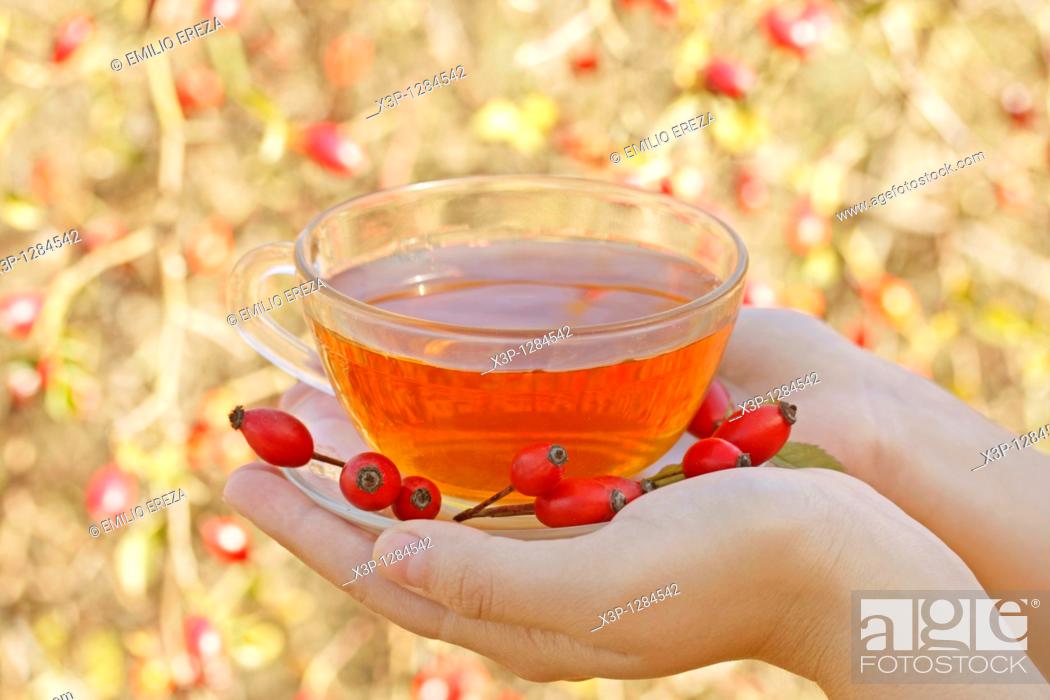 Stock Photo: Rose hips infusion.