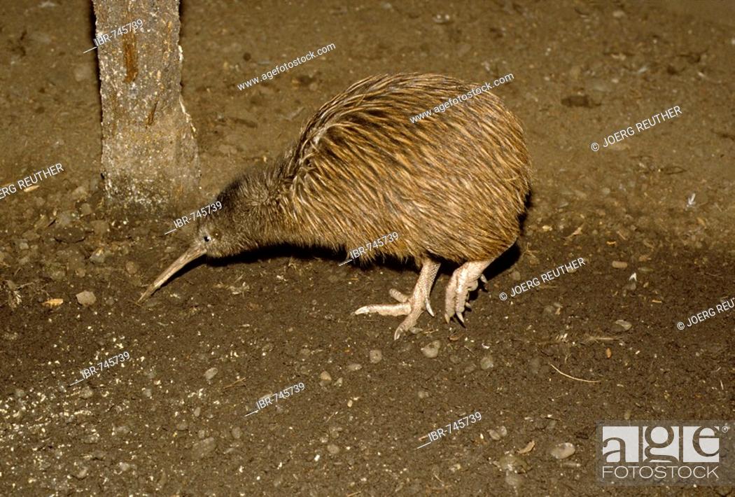 Kiwi (Apterygidae), South Island, New Zealand, Foto de Stock, Imagen  Derechos Protegidos Pic. IBR-745739 | agefotostock