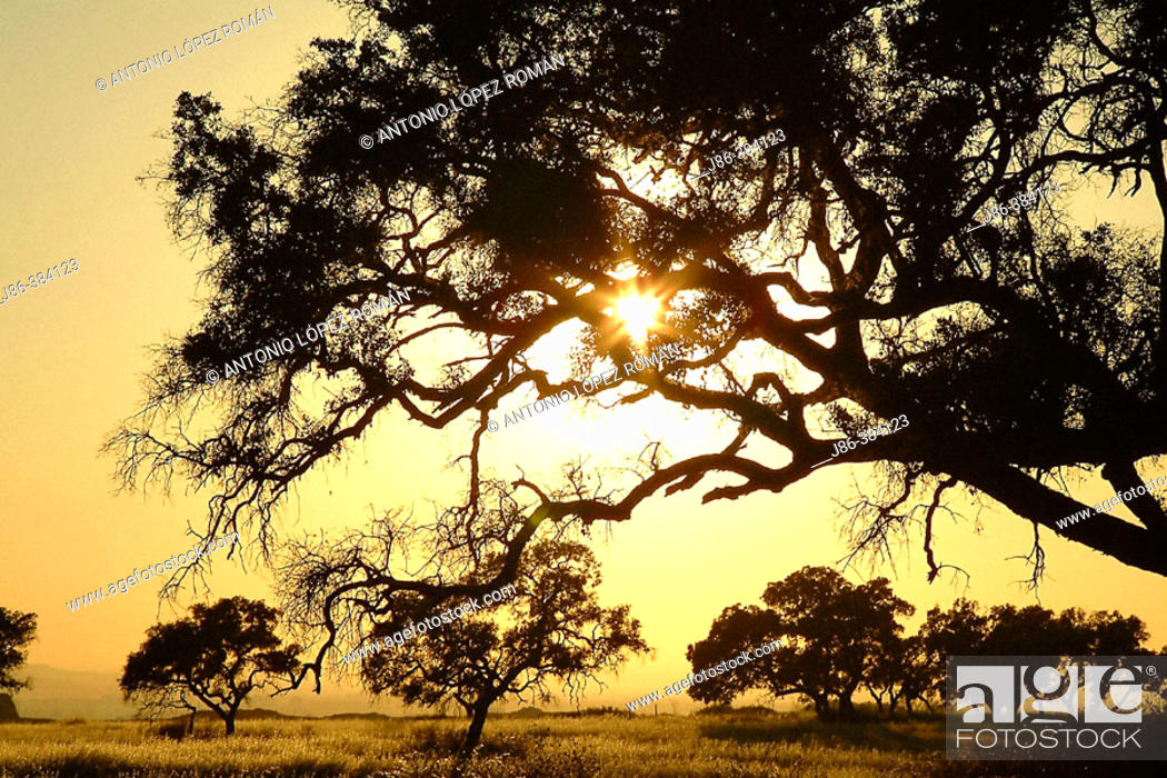 Stock Photo: Holm oak (Quercus ilex) at sunset.