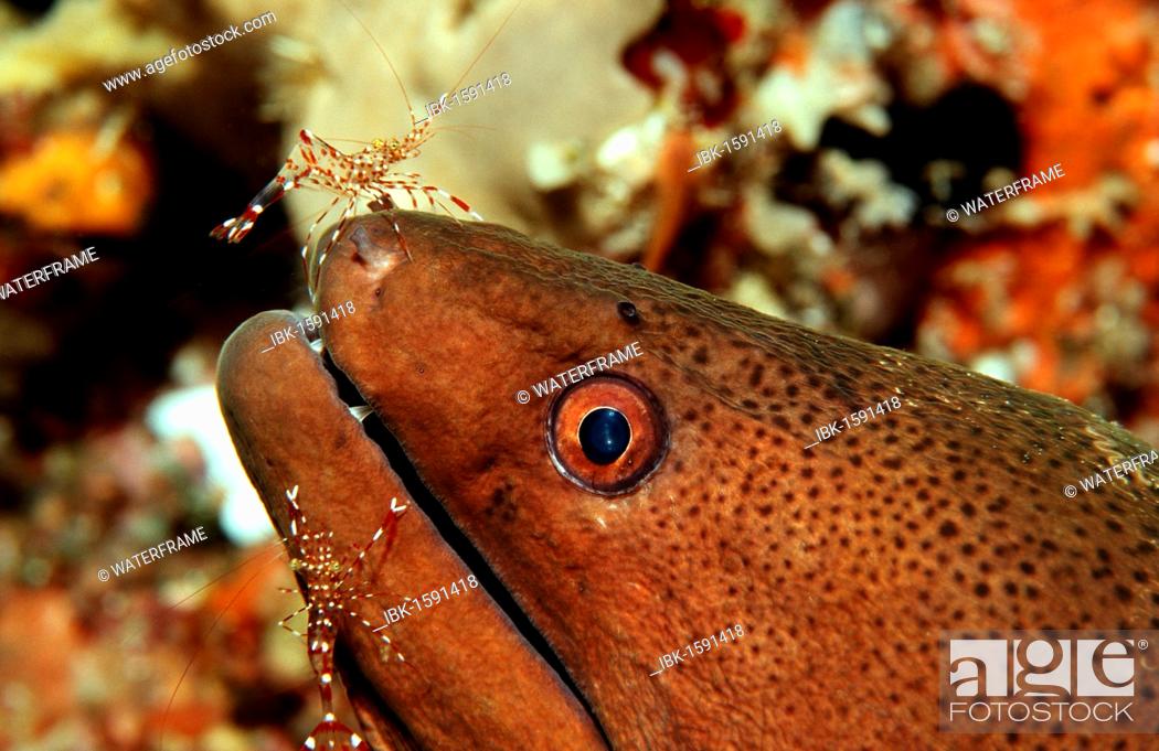 Stock Photo: Red-white Spotted Cleaner Shrimp, Palaemnoid Shrimp (Leandrites cyrtorhynchus) cleaning a Yellow-edged Moray (Gymnothorax flavimarginatus), Maldive Islands.