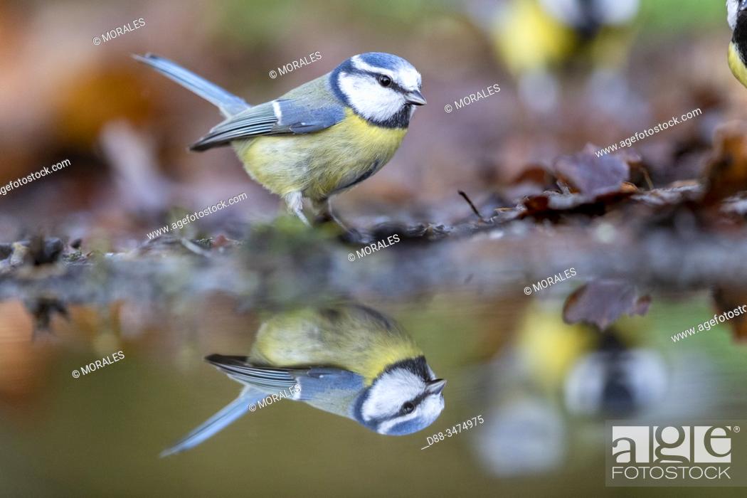 Stock Photo: France, Pays de la Loire, Sarthe, Rouesse Vasse, grove, Blue Tit ( Cyanistes caeruleus).