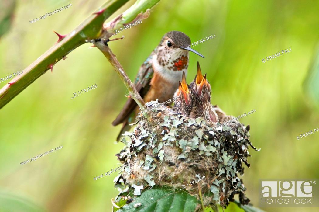 Stock Photo: Baby humming bird selasphorus rufus birds have there mouth wide open for mom to feed them. Ladner, British Columbia.