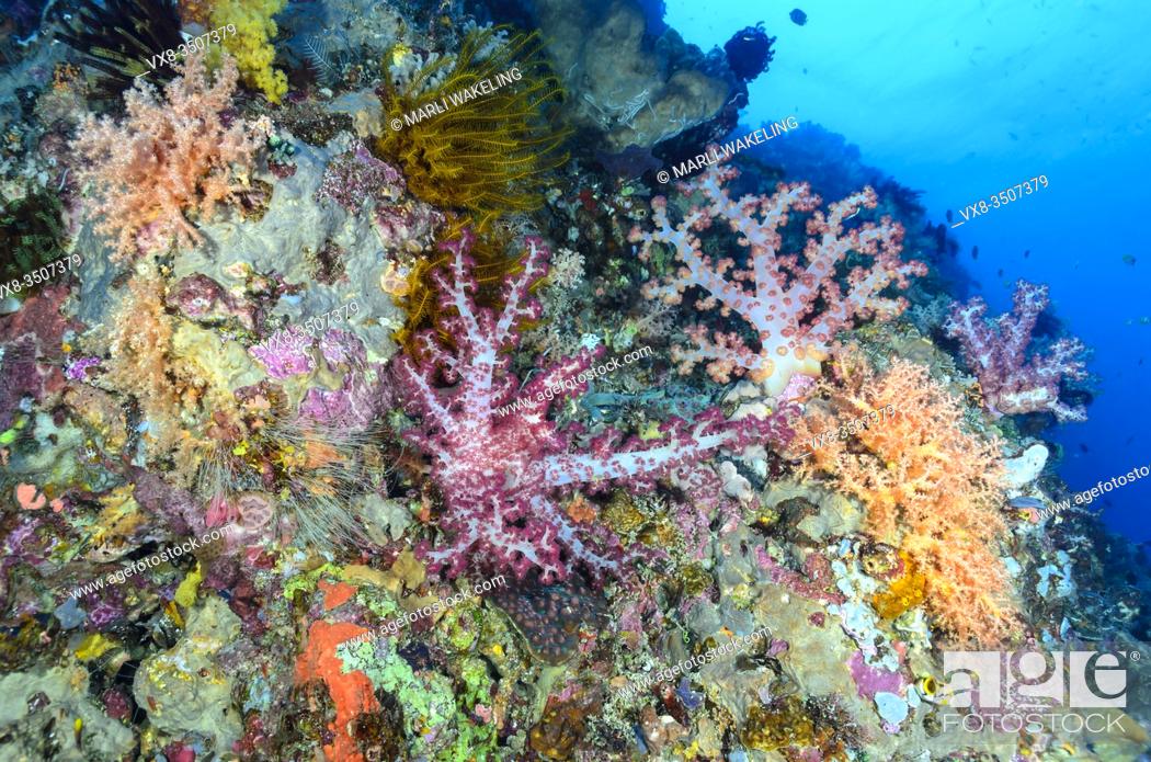 Stock Photo: Coral reef with Tree Corals, Dendronephthya and Scleronephthya sp. , Lembeh Strait, North Sulawesi, Indonesia, Pacific.