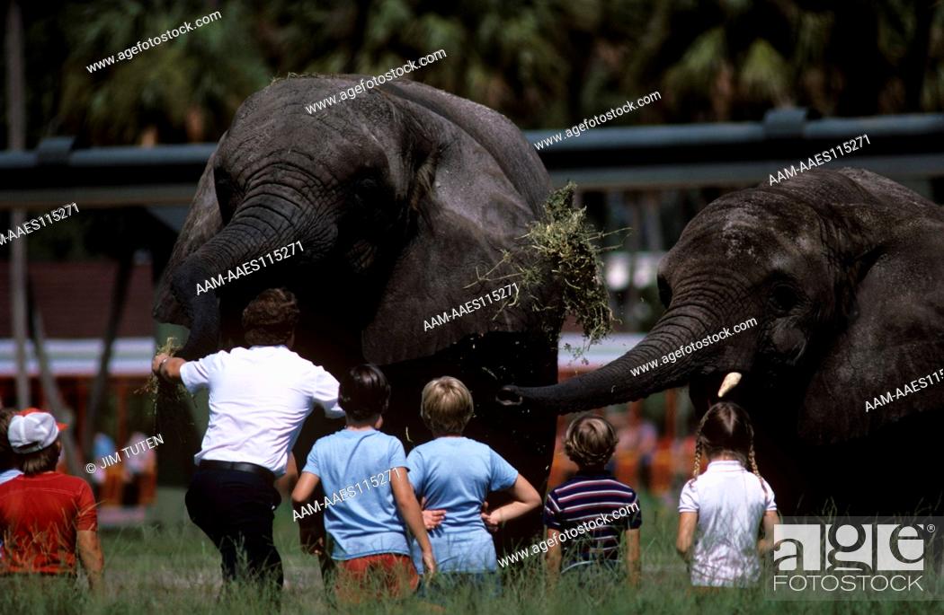 Children Meet Af Elephants At Zoo Camp Busch Gardens Tampa Fl
