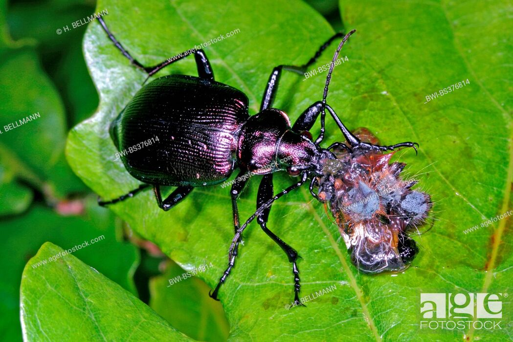 Stock Photo: oakwood ground beetle (Calosoma inquisitor), feeds on a caterpillar, Germany.