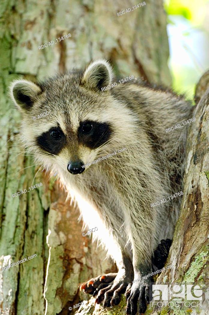 Stock Photo: Raccoon Corkscrew Swamp Sanctuary Florida USA Procyon lotor.