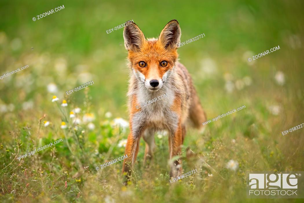 Stock Photo: Young curious red fox, vulpes vulpes, on a summer meadow with flowers. Predator in wilderness. Horizontal orientation of wildlife scenery.