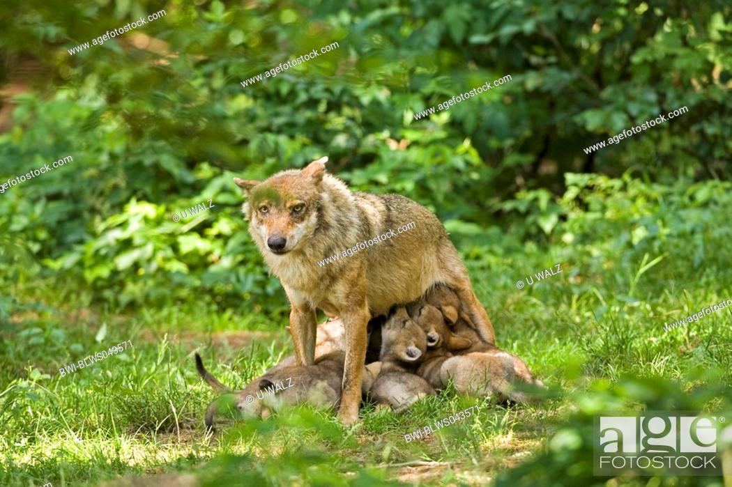 Stock Photo: European gray wolf Canis lupus lupus, nursing wolf with cubs.