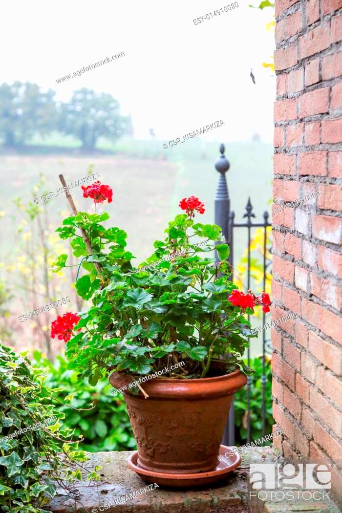 Stock Photo: Outdoor flower pot.