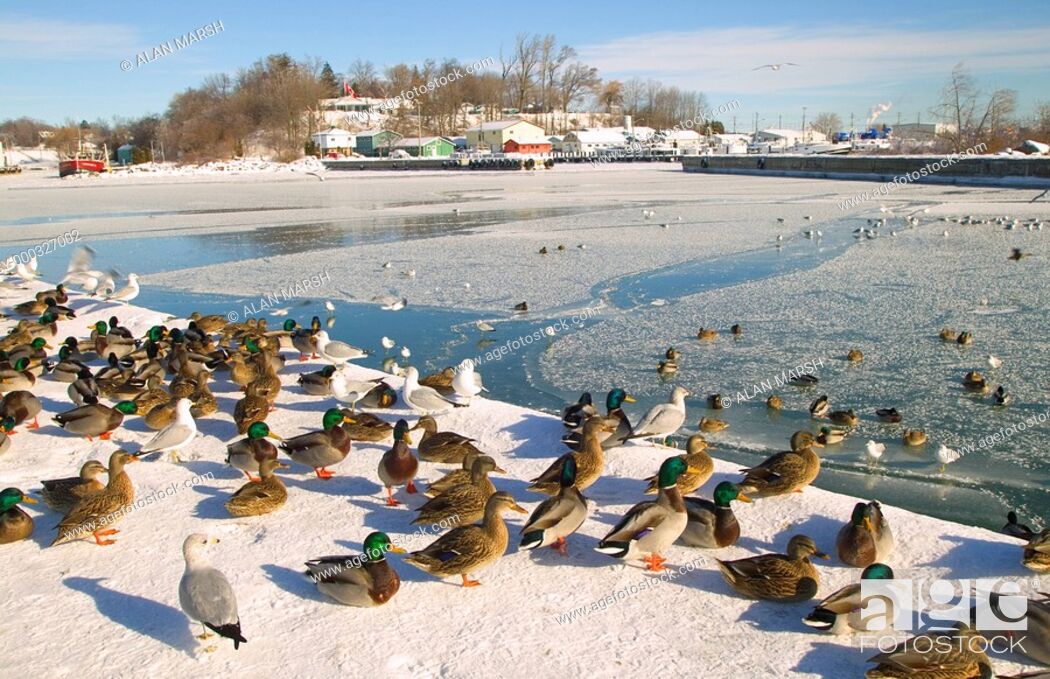 Stock Photo: Port Dover Harbour in the winter.