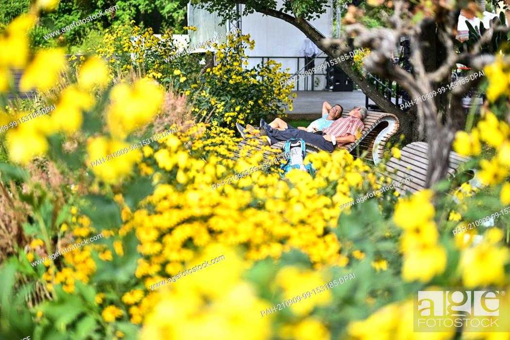 Stock Photo: 09 September 2021, Baden-Wuerttemberg, Ìberlingen Am Bodensee: Surrounded by yellow flowering bushes and shrubs, two visitors have a relaxed chat on wooden.