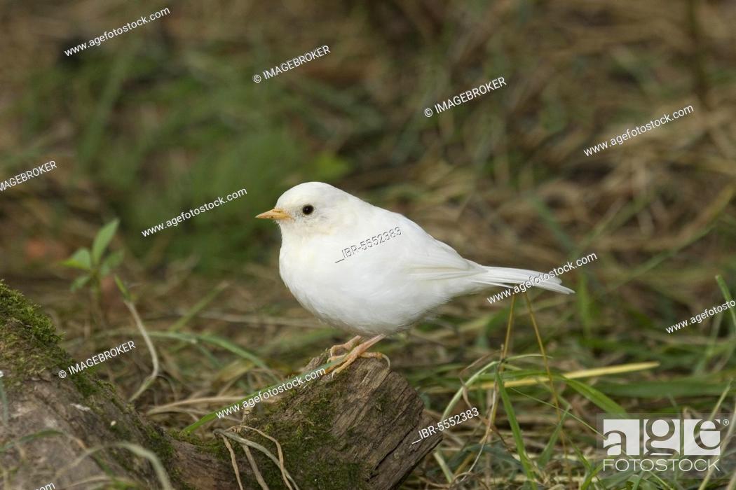 Stock Photo: Dunnock, Dunnock, dunnocks (Prunella modularis), songbirds, animals, birds, Dunnock albinistic adult, white plumage, England, United Kingdom, Europe.