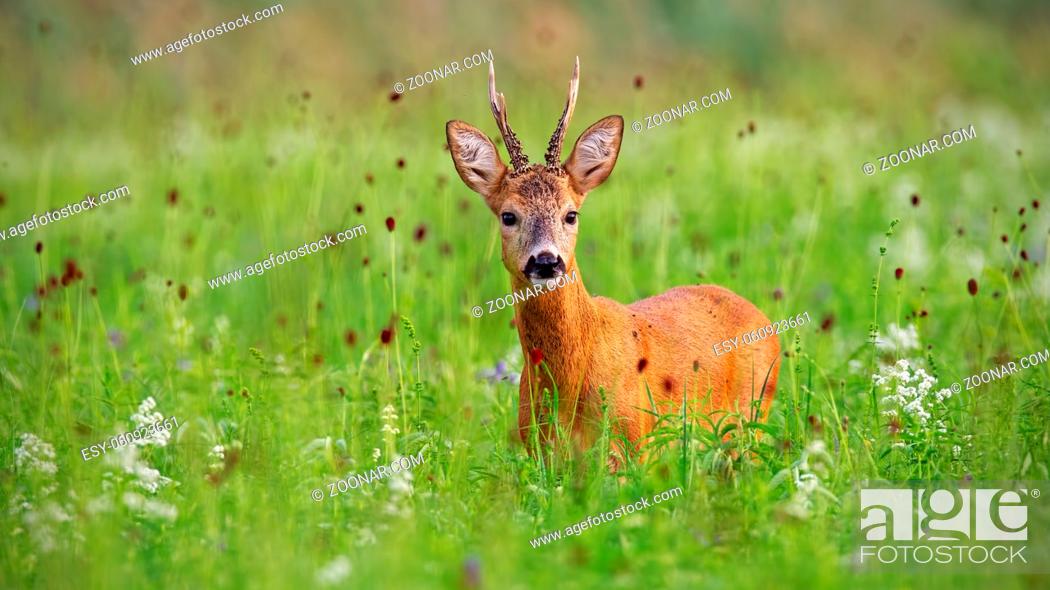Stock Photo: Surprised cute roe deer, capreolus capreolus, buck in summer standing in high grass with green blurred background.