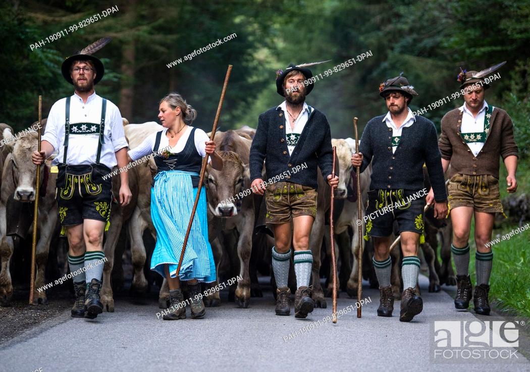 Stock Photo: 11 September 2019, Bavaria, Bad Hindelang: Cows crowd behind drovers in traditional clothing. At the cattle shelter in Bad Hindelang.