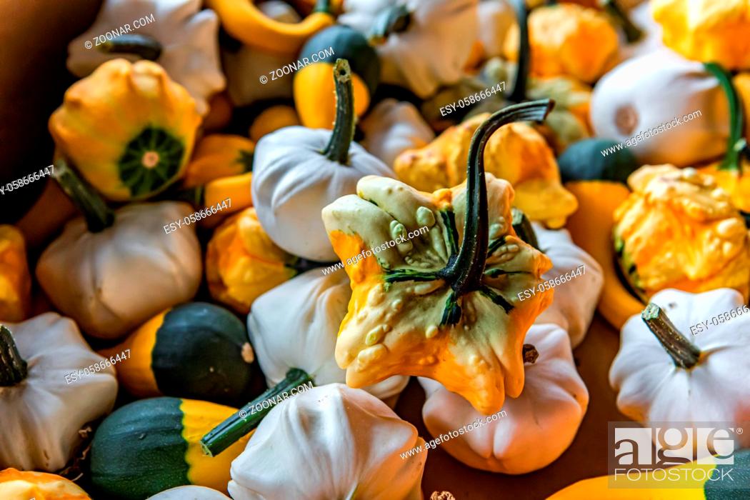 Stock Photo: Close up of a small decorative pumpkins. Weird shapes, white and orange e and green peels, green stems. Full frame for wallpaper use or background.
