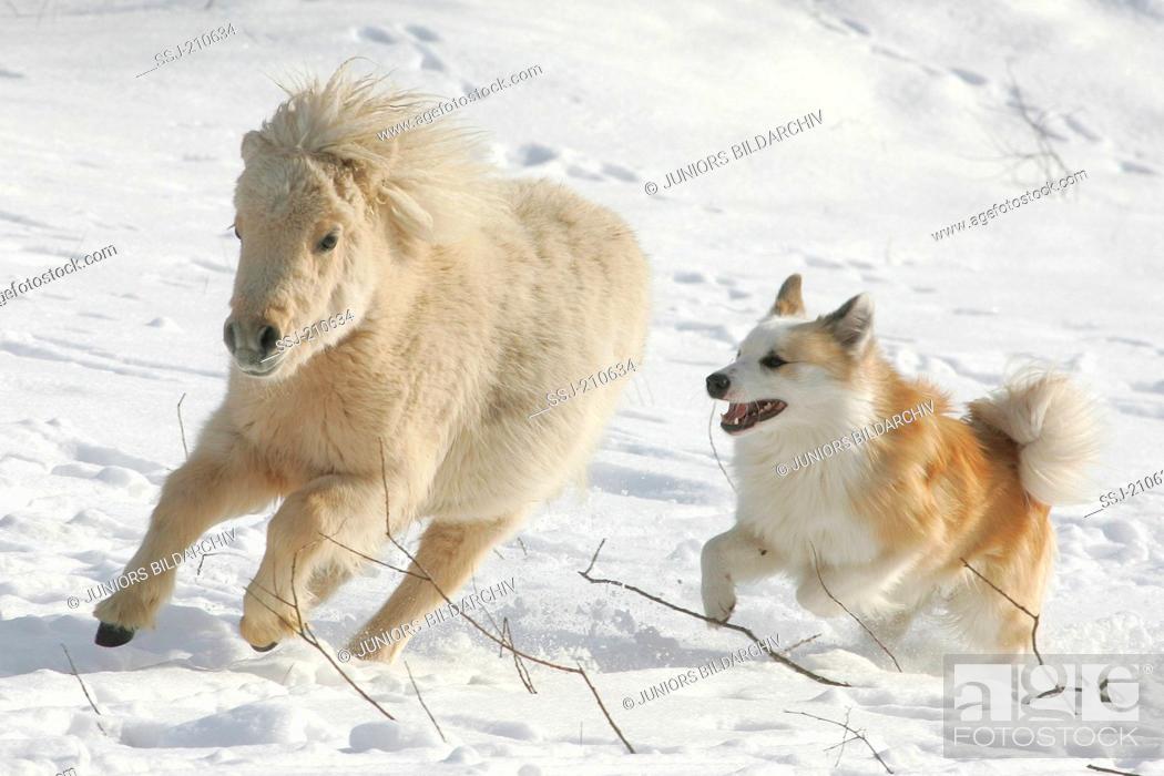 Stock Photo: Icelandic Sheepdog and Shetland Pony. Adult dog and pony running on a snowy pasture. Germany.