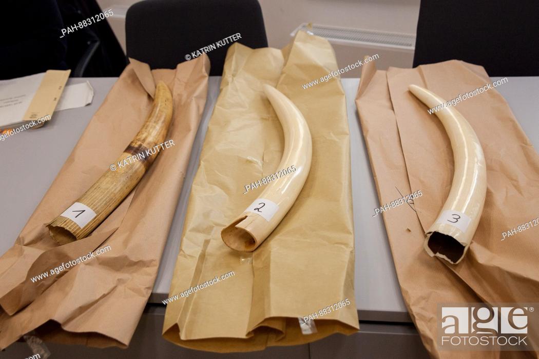 Stock Photo: Three elephant tusks laid out on a table in a claims court in Hanover, Germany, 21 February 2017. Police officers discovered an elephant tusk by chance while.