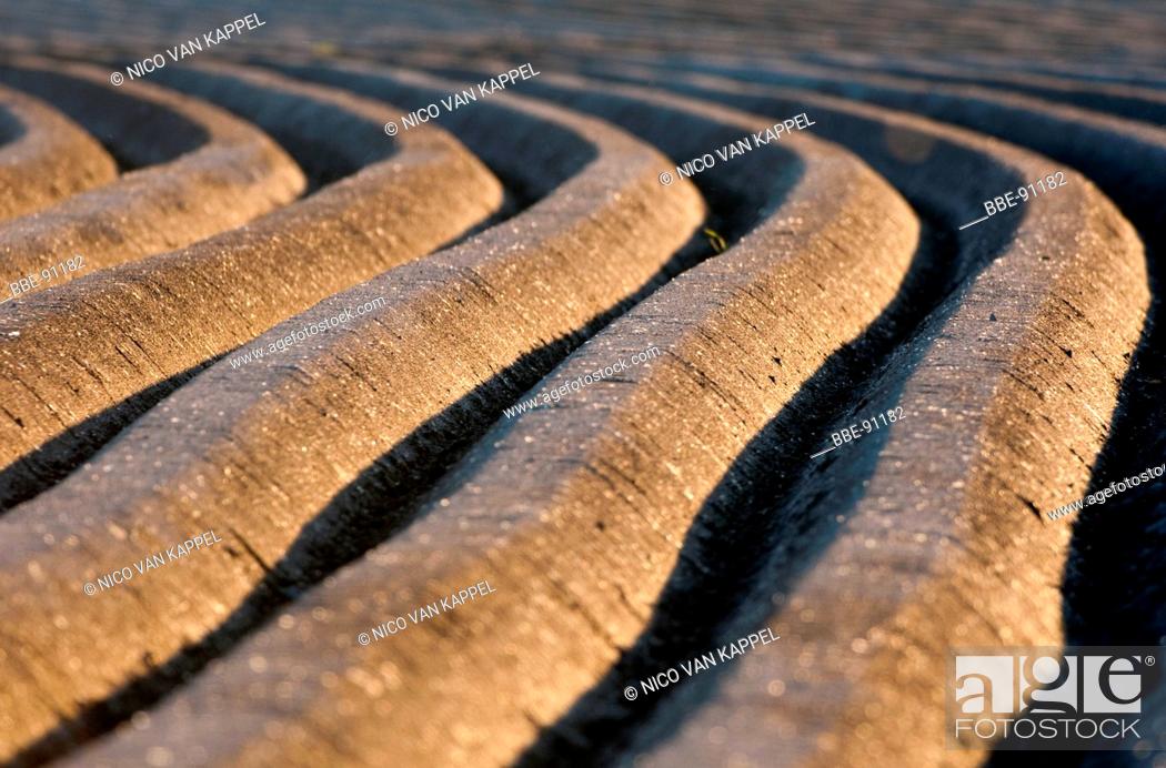 Stock Photo: potatoefield after the beds have been shaped.