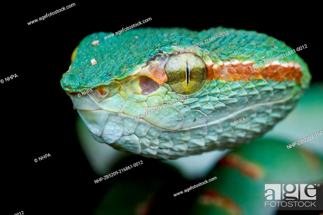 Stock Photo: Close up shot of a Pit viper, Tropidoleamus subannulatus, Pahang, Malaysia.