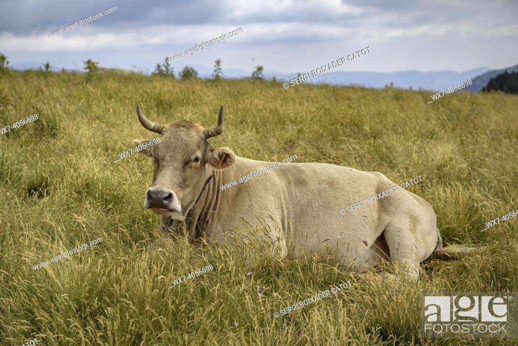 Stock Photo: Cow among meadows in Serra Cavallera (Ripollès, Catalonia, Spain, Pyrenees).