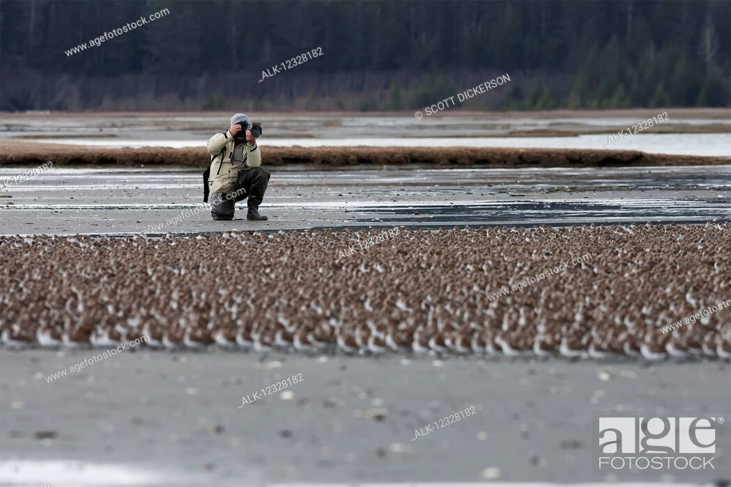 Stock Photo: Man Photographing Shorebirds At The Cordova Shorebird Festival, Southcentral Alaska, USA.