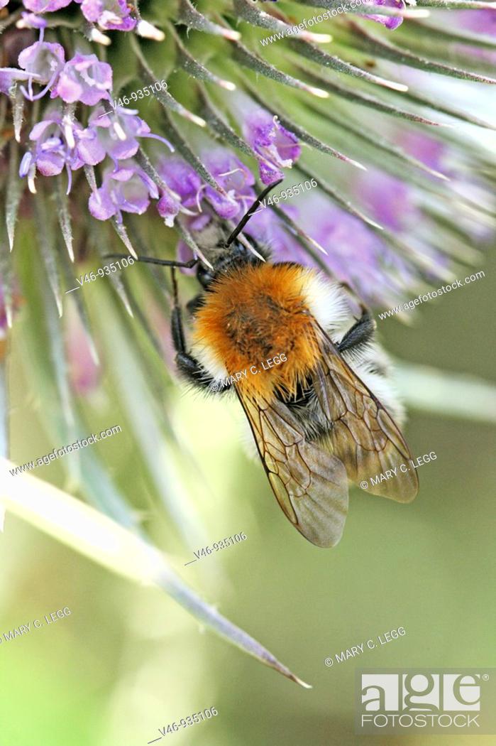 Stock Photo: Bombus pascuorum, Common Carder-bee on Wild Teasel, Dipsacus fullonum  Czech black bumblebee on Wild Teasel, Dipsacus fullonum  Macro  Close-up  Flowerhead with.