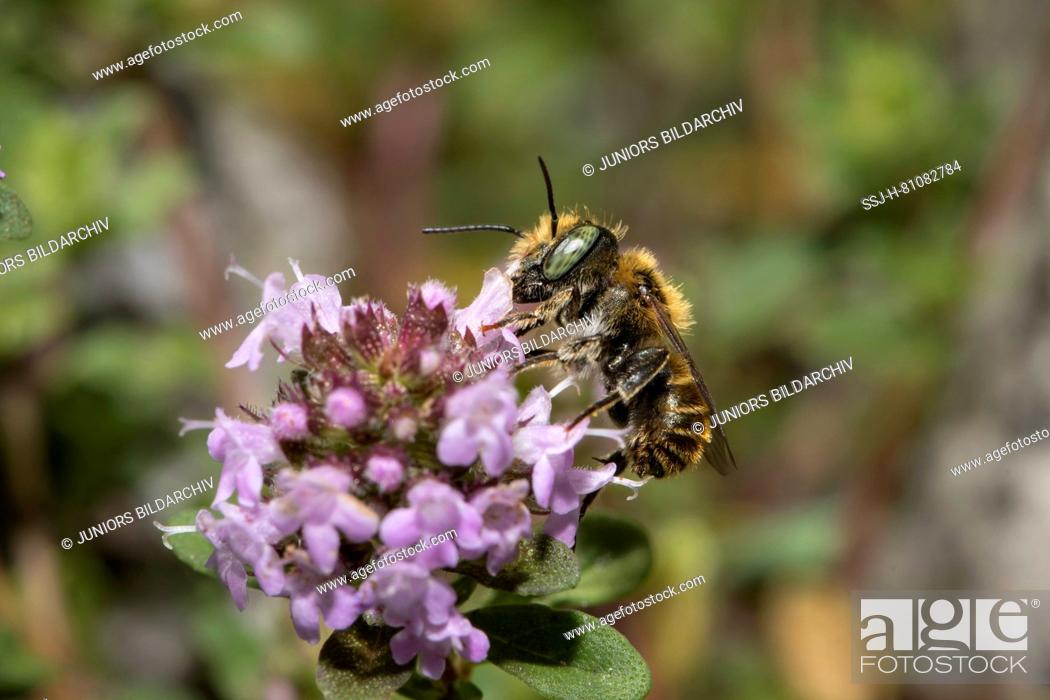 Stock Photo: Mason Bee (Osmia sp.). Male on flower. Germany.