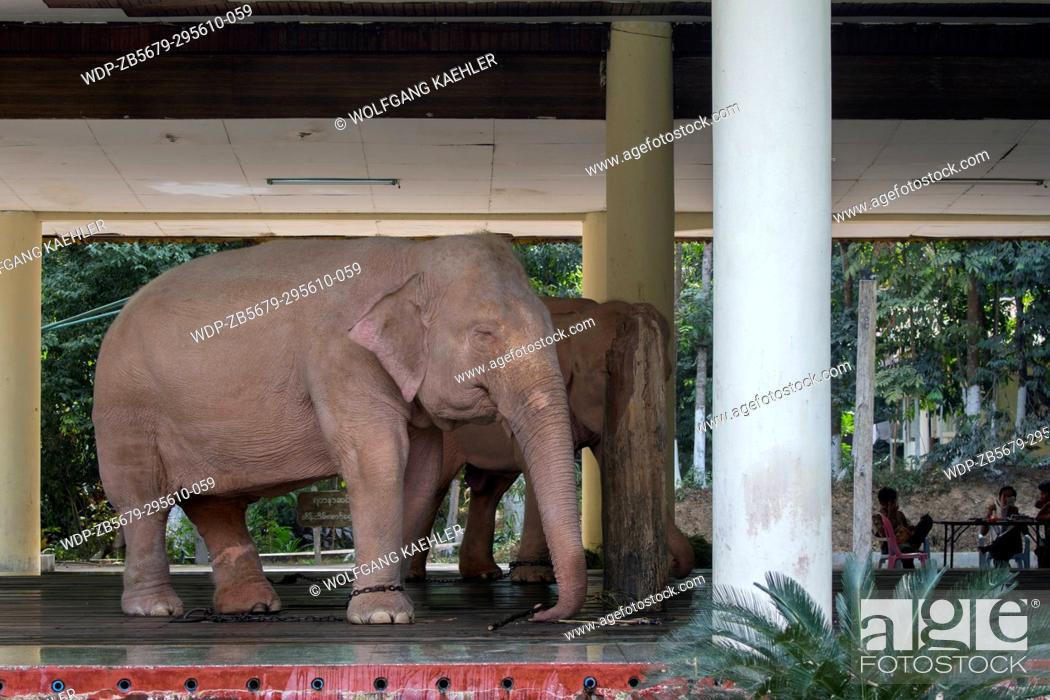 Myanmar yangon elephant Stock Photos and Images | agefotostock