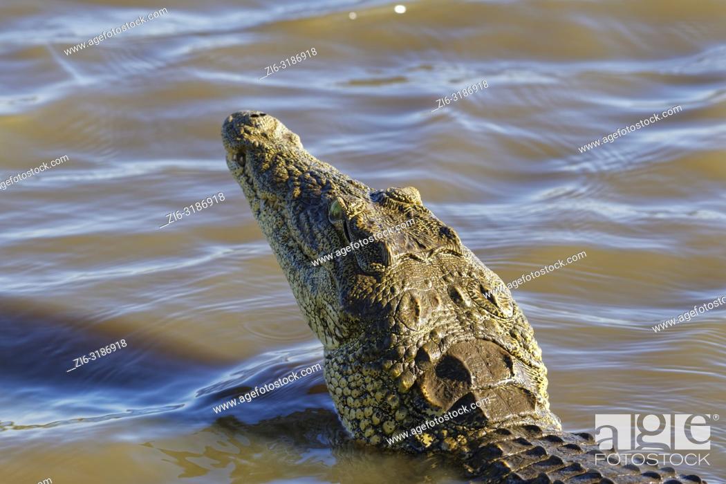 Stock Photo: Nile crocodile (Crocodylus niloticus) in shallow water, head raised out of the water, Sunset Dam, Kruger National Park, Mpumalanga, South Africa, Africa.