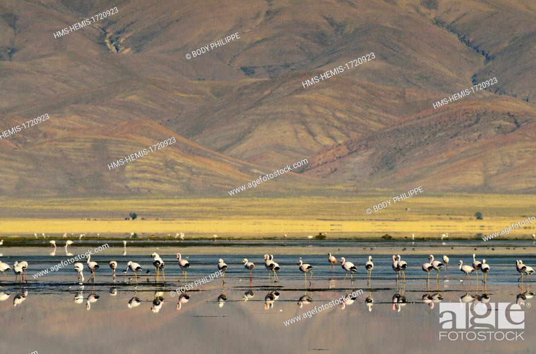 Photo de stock: Argentina, Province of Ju Juy, Natural reserve - Laguna de los Pozuelos, greater flamingo (Phoenicopterus roseus).