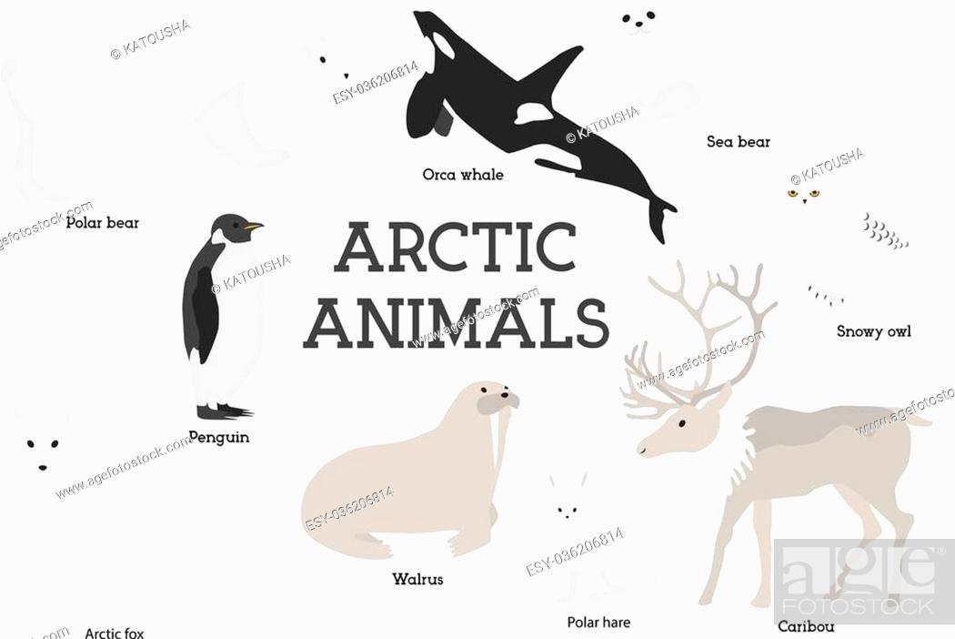 Arctic animals collection. Set of flat minimal vector illustrations of polar  mammals and birds, Stock Vector, Vector And Low Budget Royalty Free Image.  Pic. ESY-036206814 | agefotostock
