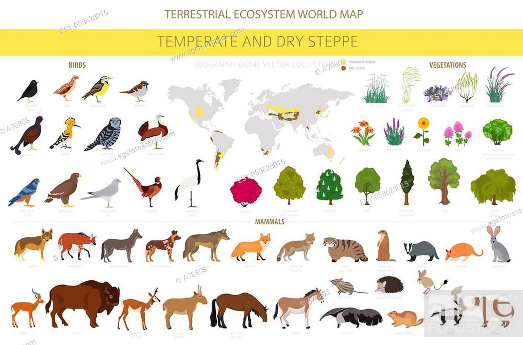 Temperate and dry steppe biome, natural region infographic, Stock Vector,  Vector And Low Budget Royalty Free Image. Pic. ESY-058628015 | agefotostock