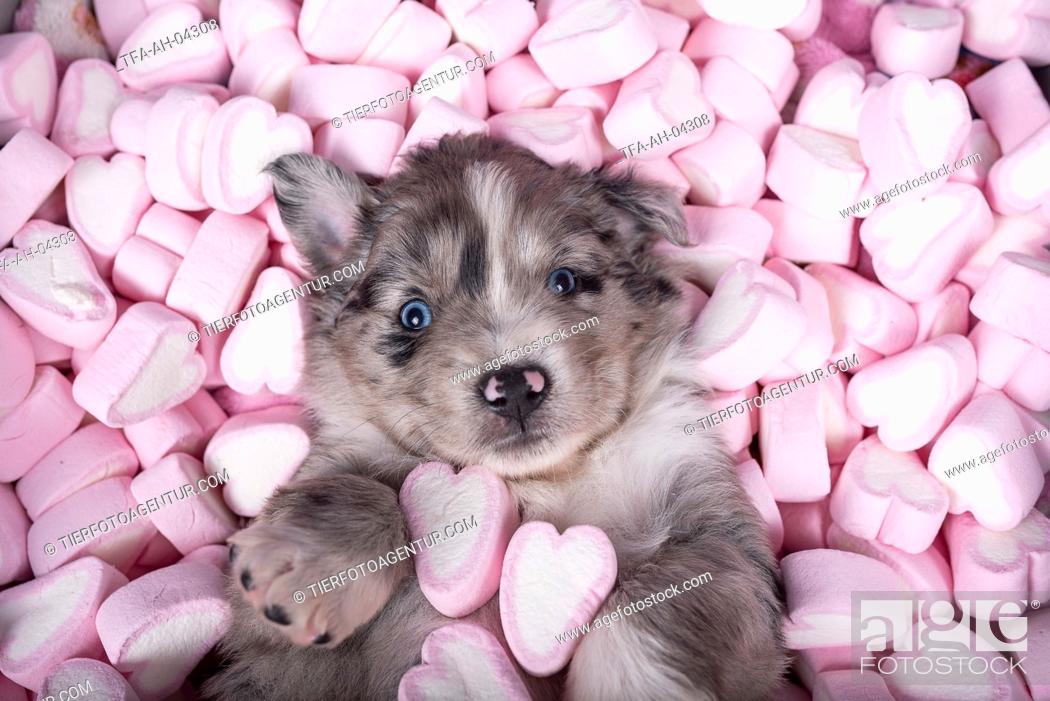 Photo de stock: Miniature Australian Shepherd Puppy.
