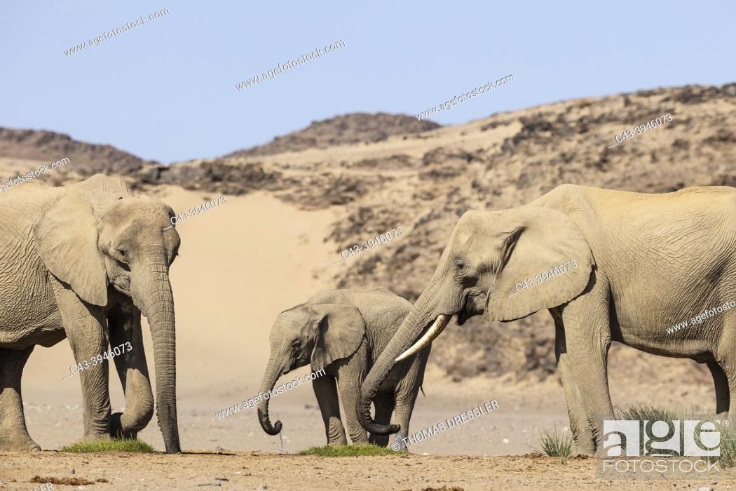 Stock Photo: African Elephant (Loxodonta africana). So-called desert elephant. Two cows and a calf at a waterhole. In the vicinity of the Hoanib river.