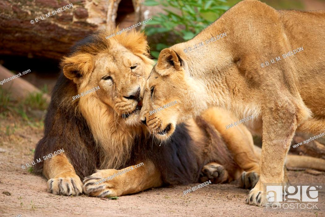 Stock Photo: Asiatic lion (Panthera leo persica), smooching couple.