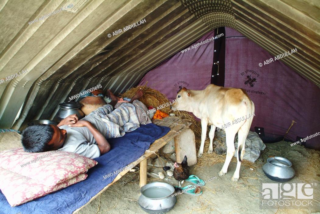 Stock Photo: A man and a cow share the same tent in a flood shelter camp Many people become homeless every year in low-lying areas that are prone to flood Gaibandha.