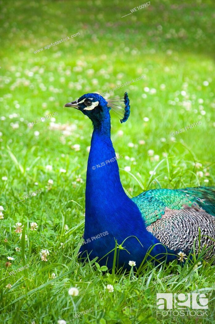 Imagen: Peacock seen from the side in a garden of Cristina Enea Park, Donostia-San Sebastián, Guipúzcoa, Basque Country, Spain.