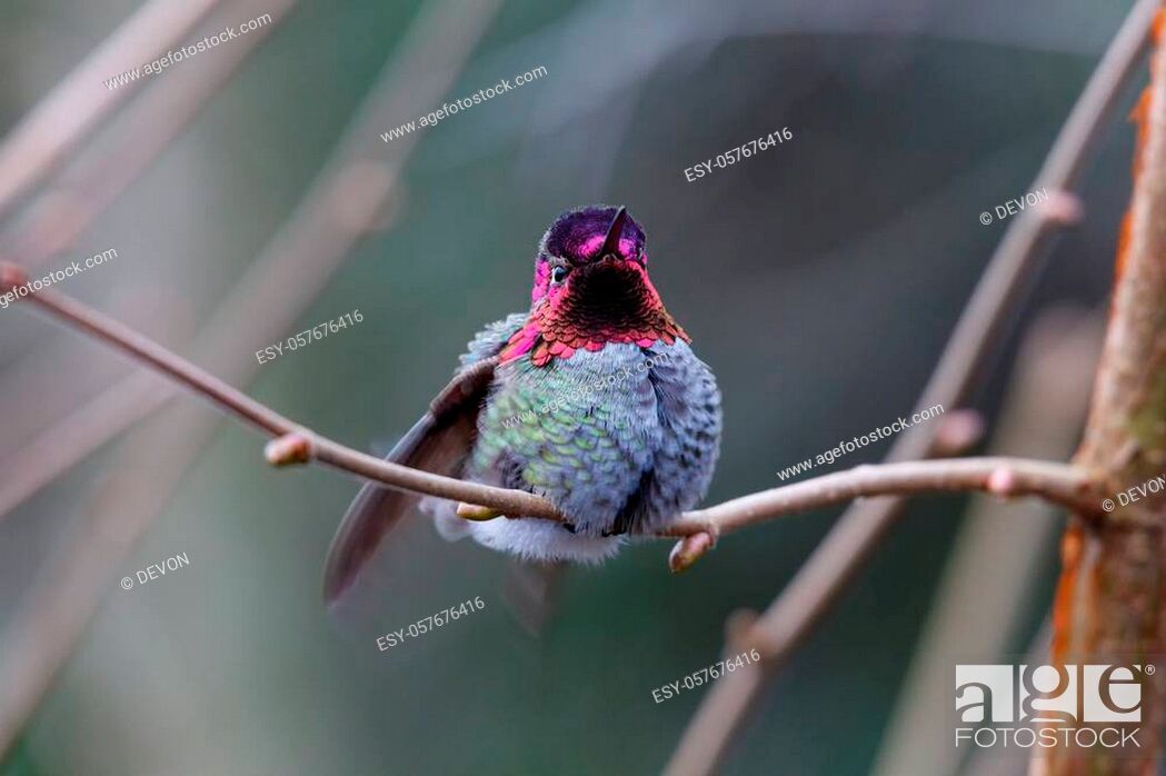 Stock Photo: Male Annas Hummingbird (Calypte anna) on a perch.